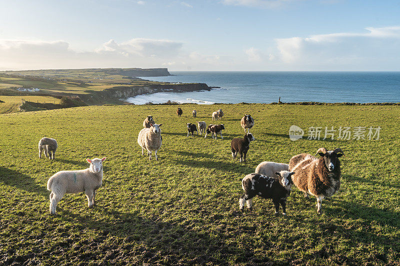 日落时分，一群绵羊和山羊站在田野里，以大海为背景看着摄像机