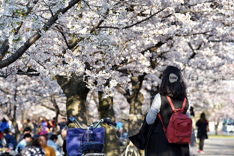 樱花在公园里盛开，亚洲妇女旅游观光樱花在春天的樱花季节，花见野餐，日本人享受传统赏花。