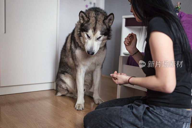 女孩在家训练她的狗