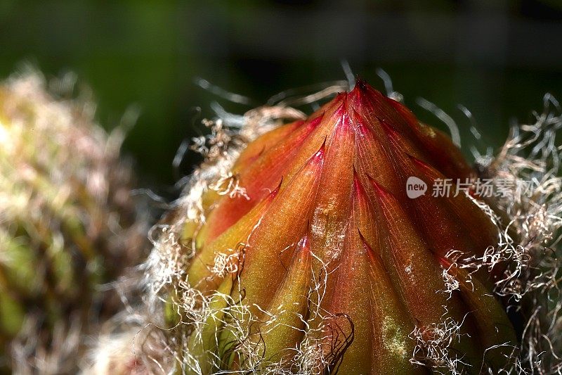 仙人掌花蕾(仙人掌属)