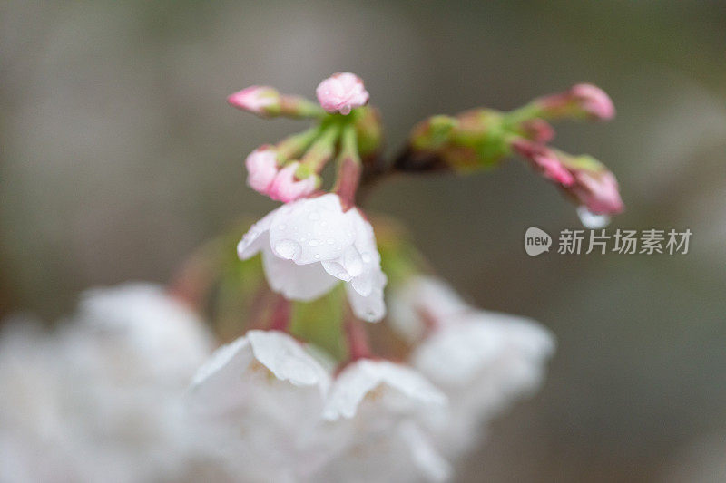 桃花盛开了