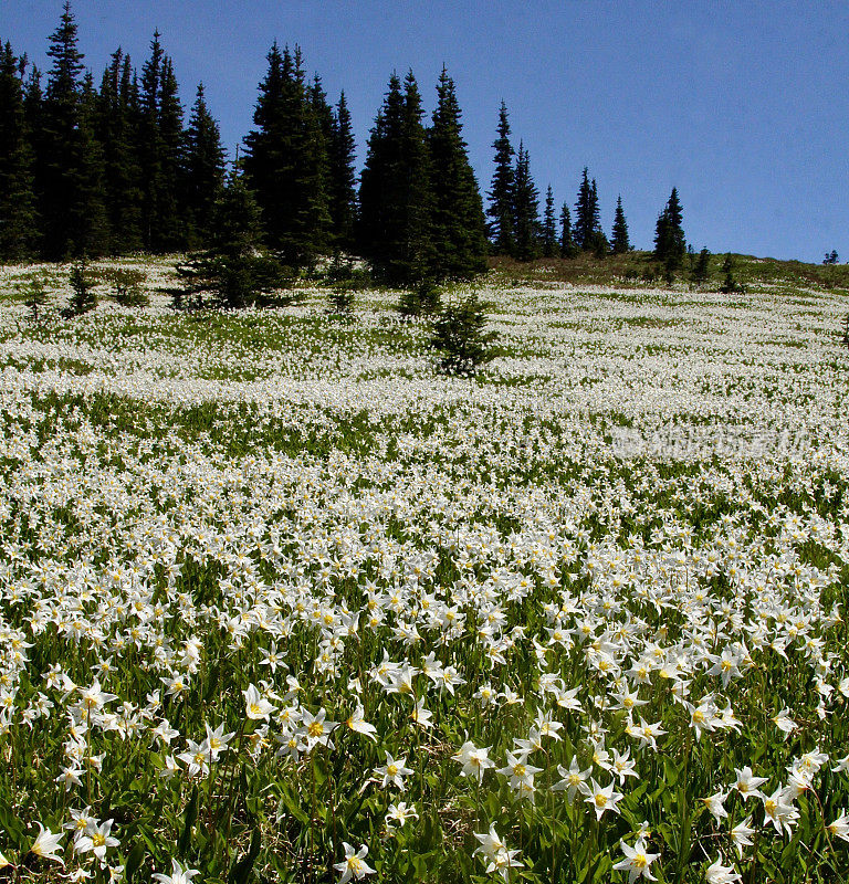 美丽的雪崩百合花草地