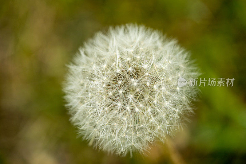 白色蒲公英花浸泡宏