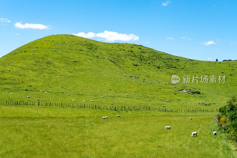 在新西兰怀奥塔布的怀曼古路的绿色农场里，一群羊在吃草