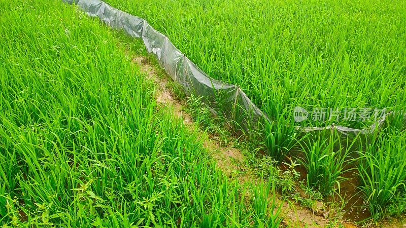 观赏大自然一片绿色的稻田景观
