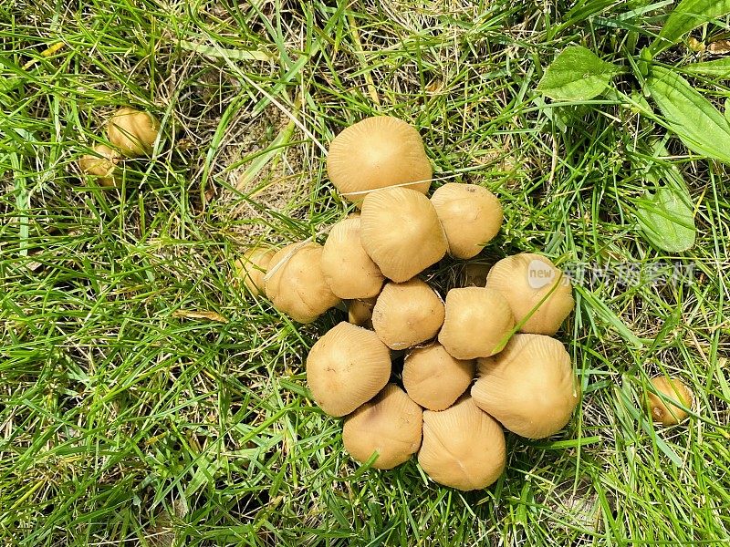 草丛中的野生蘑菇