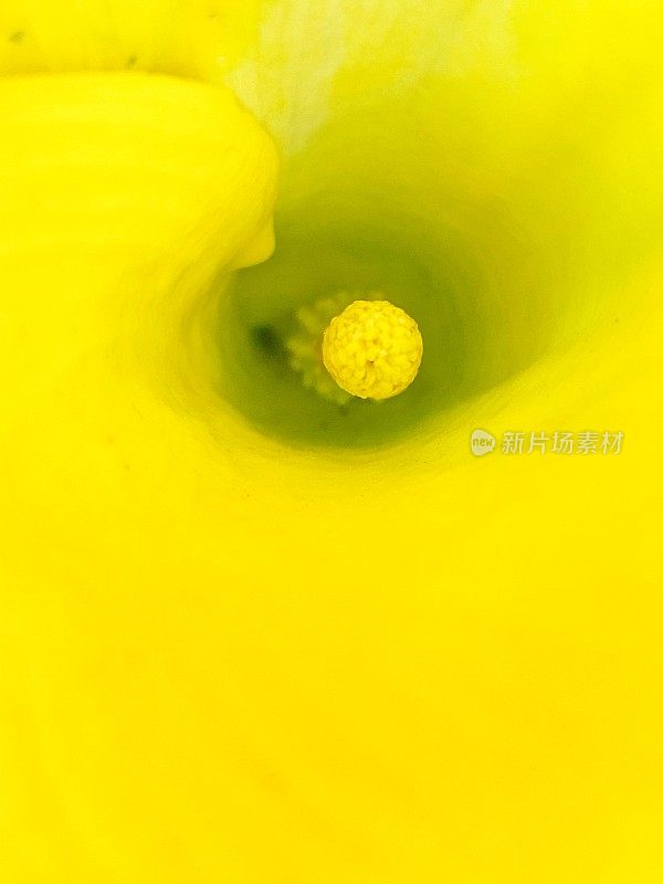 黄色Aro花