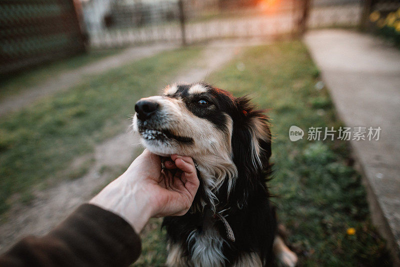 一个年轻人和一只狗玩