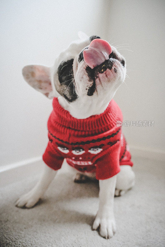 穿着红色圣诞套头衫的法国斗牛犬，吐着舌头