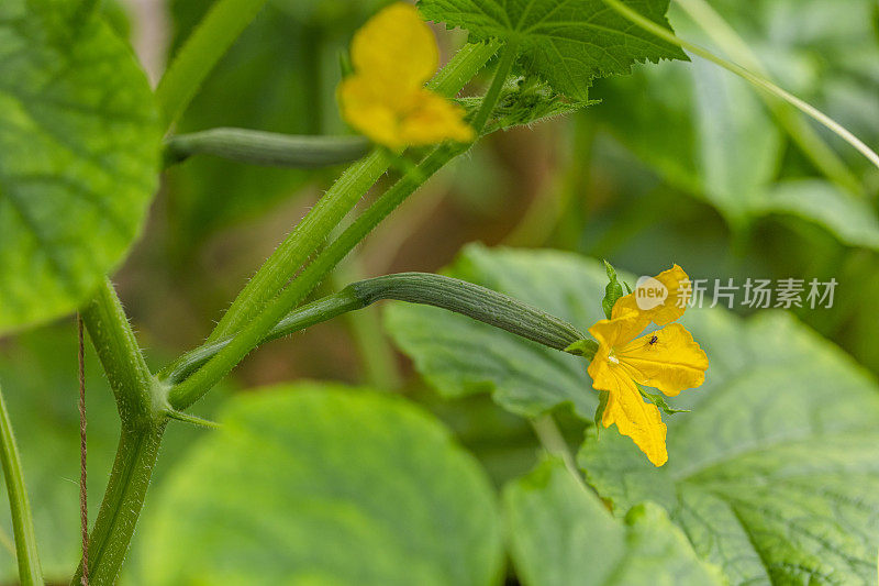 温室里的黄瓜花