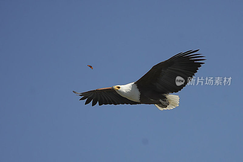 美国Fish-Eagle