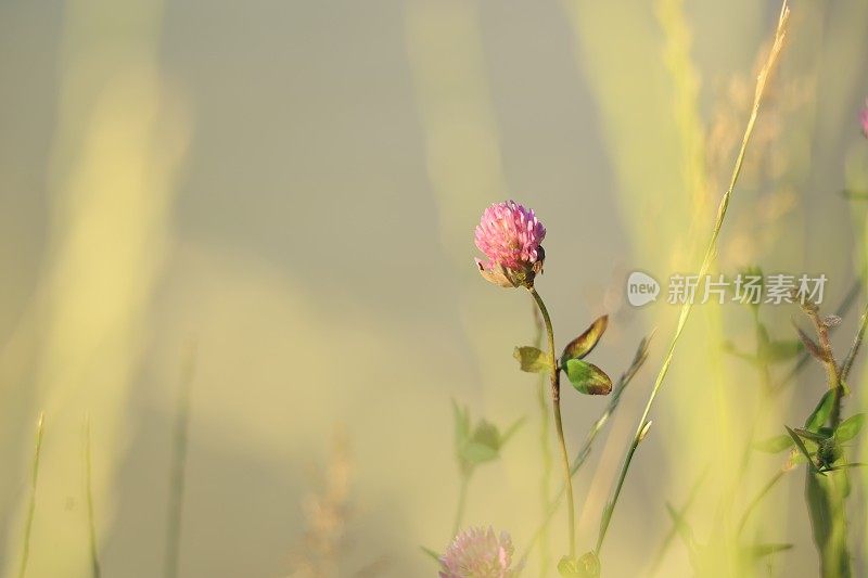 小河边的野花为背景