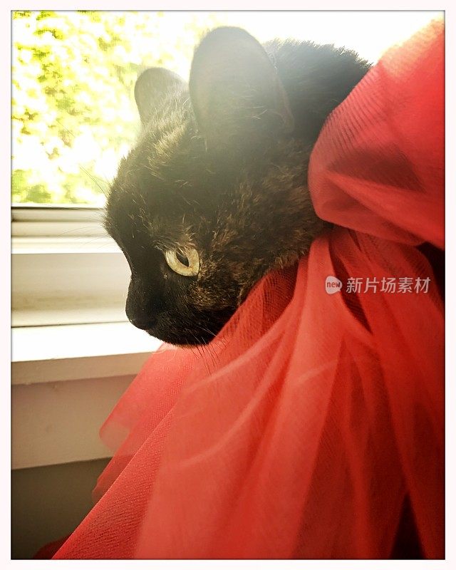 托蒂猫喜欢她的服装