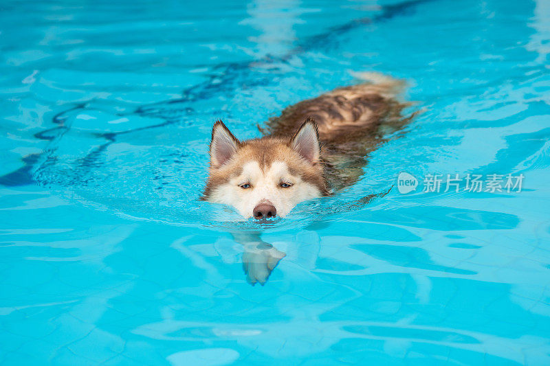 狗在游泳池里游泳
