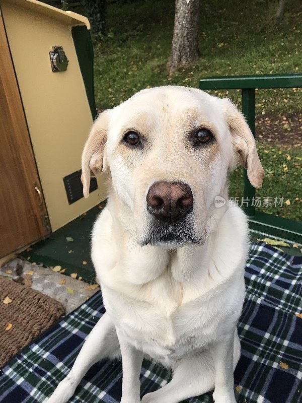 英国运河上的拉布拉多寻回犬