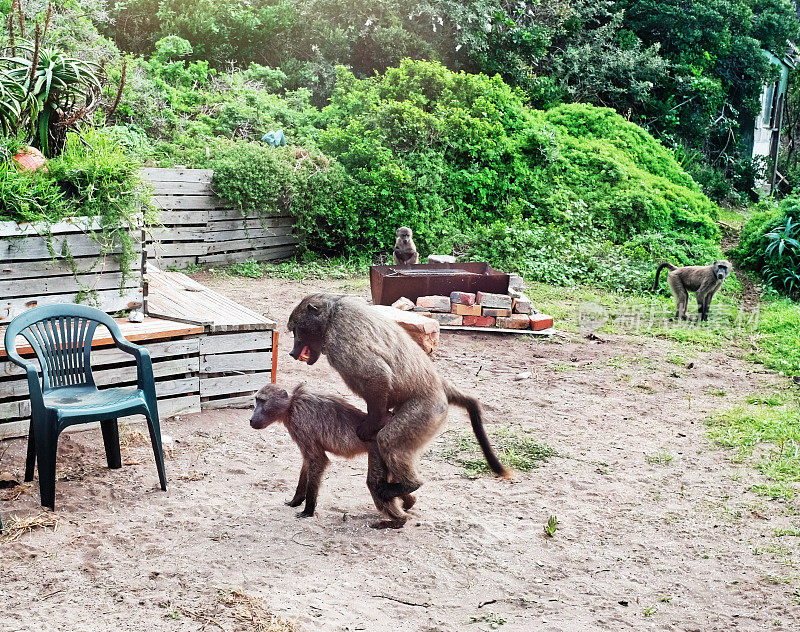 南非开普敦附近一处偏远村舍外交配的狒狒