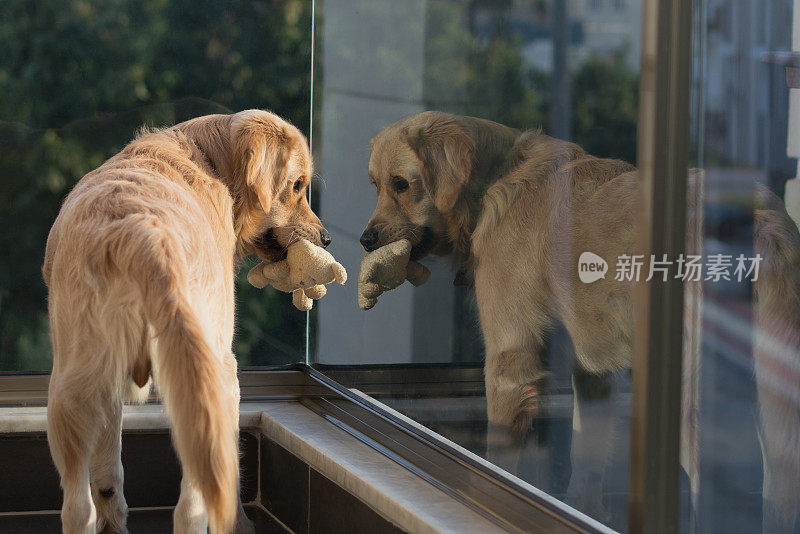 阳光灿烂的日子里，金毛猎犬在阳台上玩玩具。