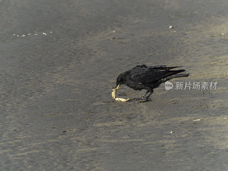 俄勒冈海岸海滩上的西北乌鸦和蟹腿