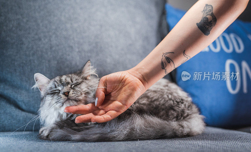 有猫纹身的女人抚摸着她可爱的灰色小猫