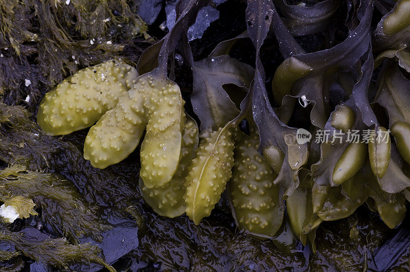 岩草，泡藻，墨角藻，威廉王子湾，楚加奇国家森林，阿拉斯加，墨角藻科，显示肿胀的容器。一种生长在潮汐线上的海藻。
