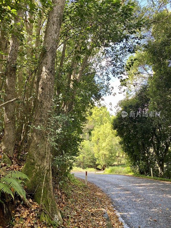 新南威尔士热带雨林乡村公路北岸