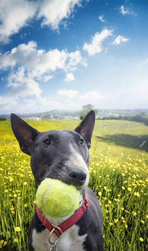 一只黑白相间的英国斗牛犬在操场上玩网球