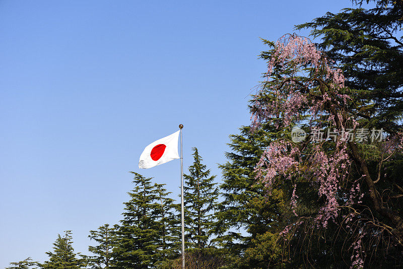 迎风飘扬的日本国旗和哭泣的樱桃树