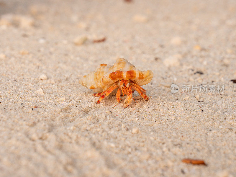 日出时，寄居蟹在沙滩上散步