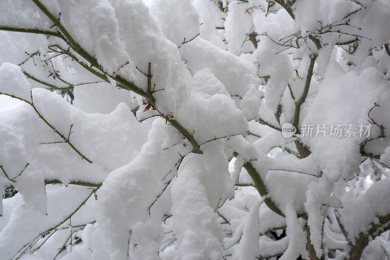 冬天的雪落在光秃秃的树枝上