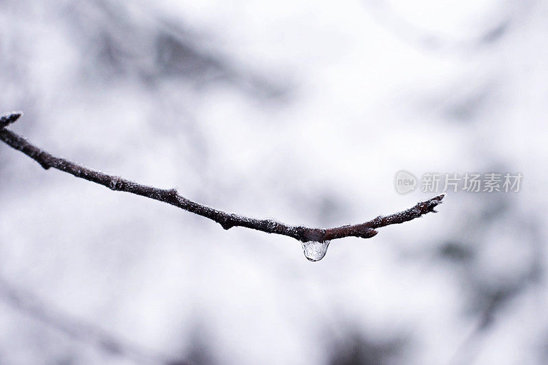 树枝上冻僵的水滴