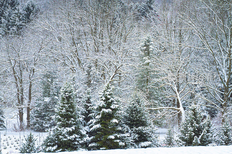 冬天的仙境和白雪覆盖的圣诞树