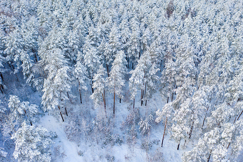 冬天的松林上覆盖着厚厚的积雪。