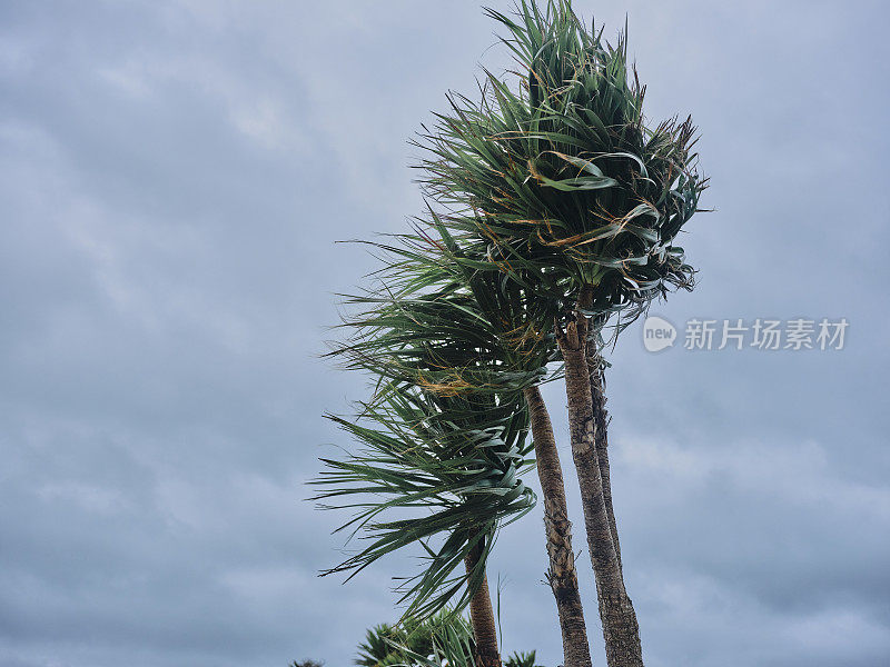 大风吹棕榈树在纽基，康沃尔在一个暴风雨的秋天下午。