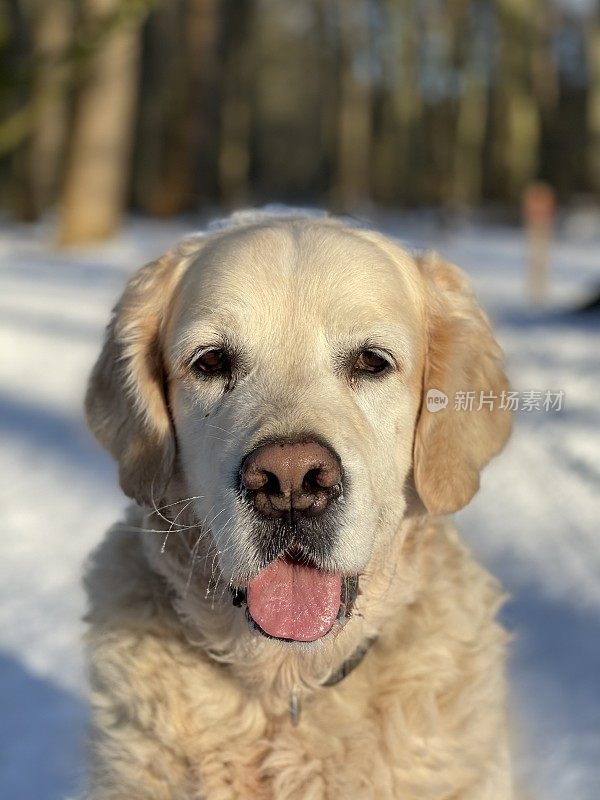 雪中的金毛寻回犬