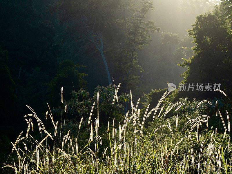 热带雨林中阳光照射下的草