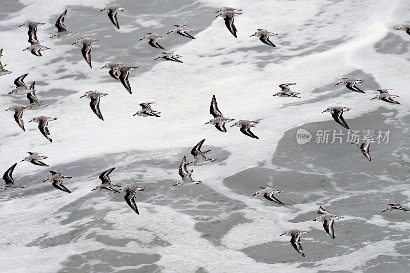 一群Sanderling鹬飞过智利南部的海岸线