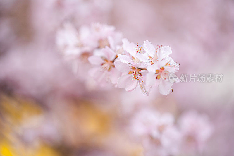 春天樱花盛开