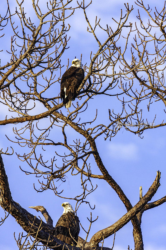 早班——两只美国秃鹰栖息在佛罗里达清澈的春天的天空下的松树树枝上