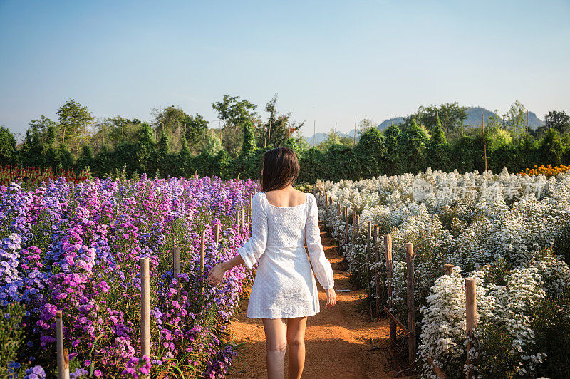年轻的亚洲妇女走在犁沟玛格丽特和切割机花盛开的阳光照耀在花园