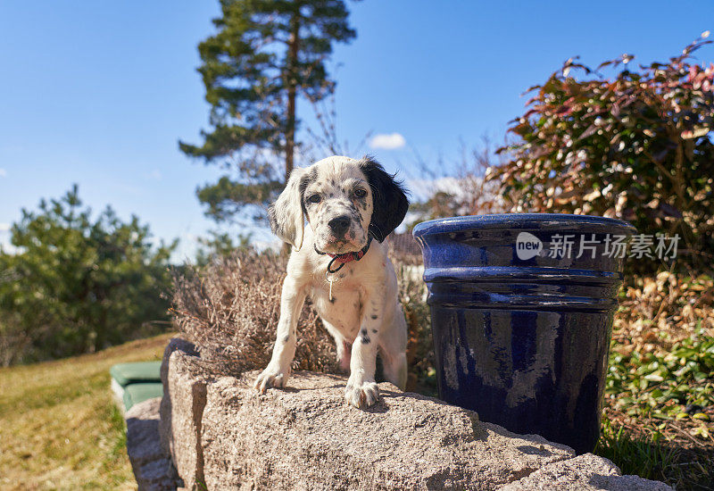 英国塞特犬，挪威奥斯陆