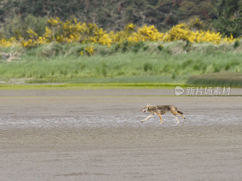 在俄勒冈州阿斯托里亚的沙湾地区奔跑的郊狼