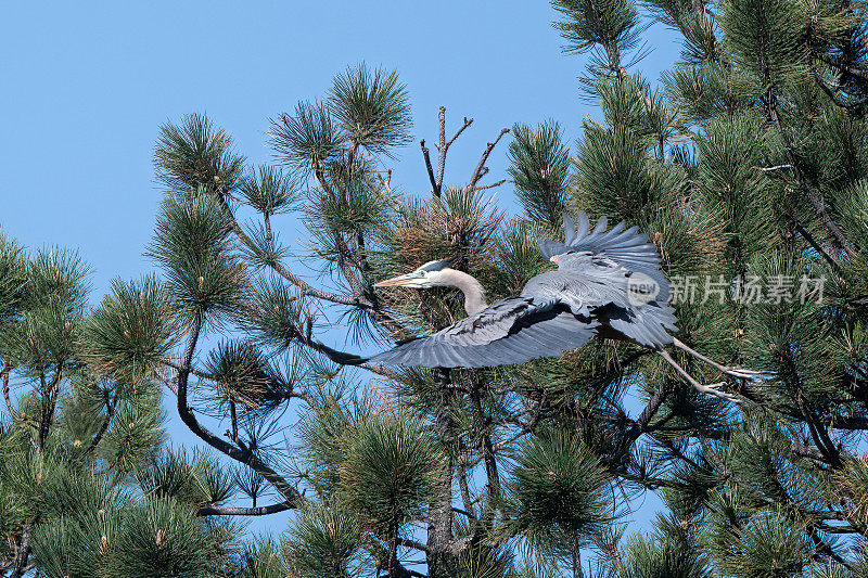 鹭在树中飞行-大蓝鹭交配对建造巢一飞走更多的树枝