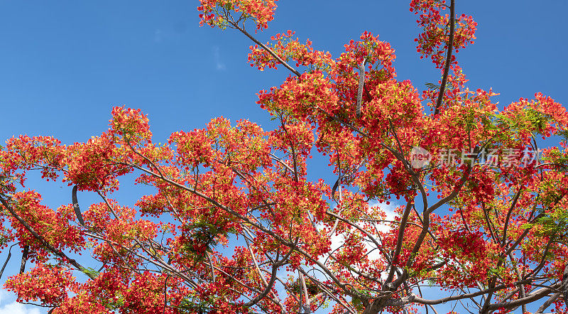 红色的皇家poinciana花盛开在夏天