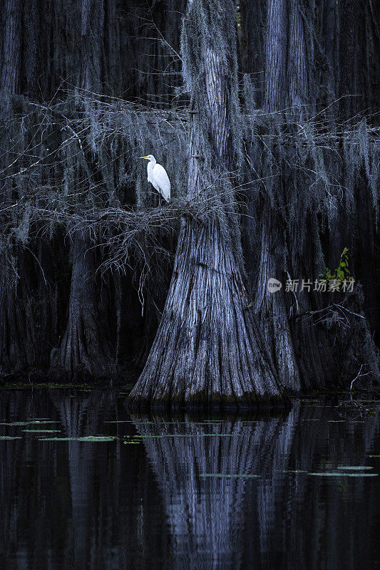 白鹭在柏树沼泽，德克萨斯州