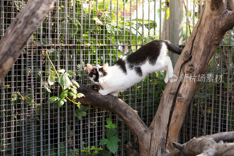 黑白相间的猫在围栏的树上走