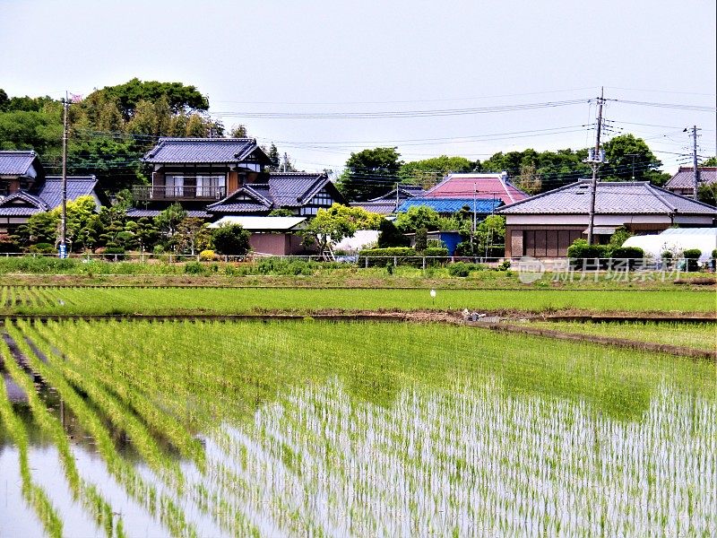 五月日本农村。稻田。