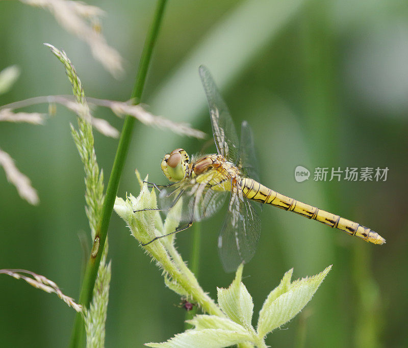 普通飞镖蜻蜓(纹状合峰)雌性