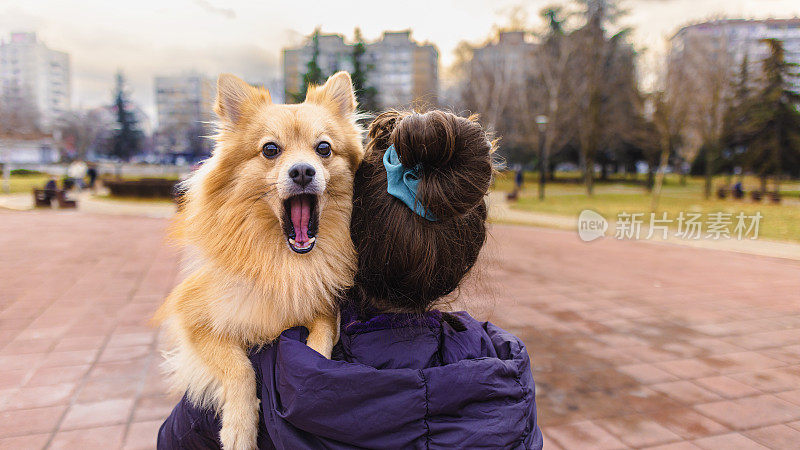 德国斯皮兹犬在打哈欠，女宠物主人把它抱在肩上