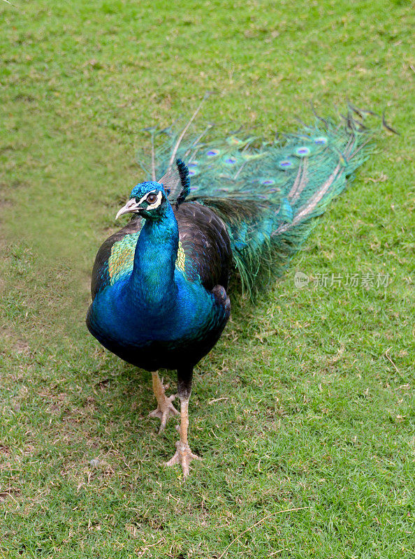 美丽的孔雀，长长的彩色尾巴和羽毛在花园里散步。有彩色羽毛的鹦鹉。装饰鸟的概念。