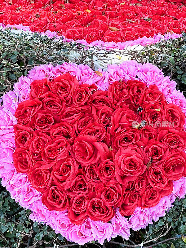人造红玫瑰心形形象被绿叶包围，浪漫的白色、粉色和红色玫瑰插花，抬高视野